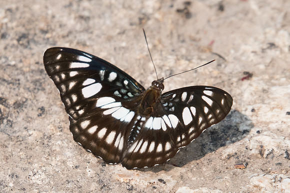 Athyma ranga ranga-2879 - Doi-Suthep - 8/03/23