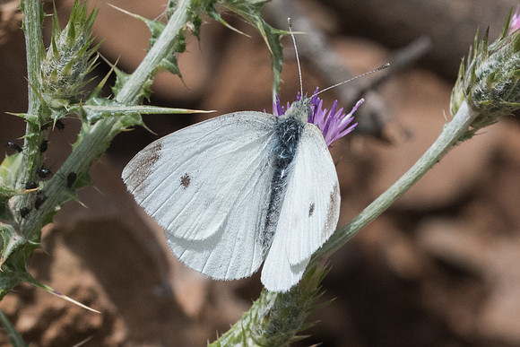 Pieris rapae-6656