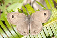 Ypthima pandocus--48 - Jardin d'hivers - 30/01/26