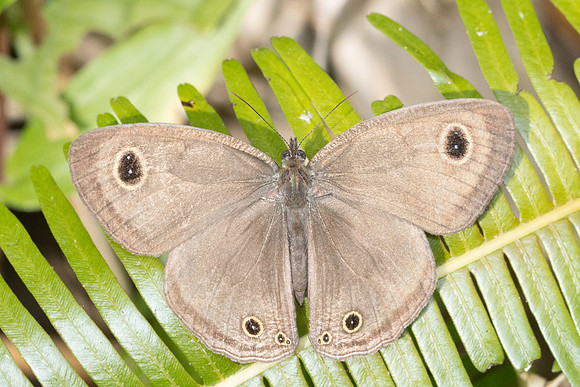 Ypthima pandocus--48 - Jardin d'hivers - 30/01/26