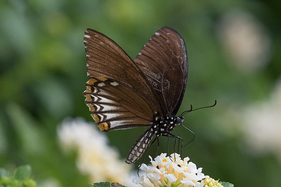 Papilio clytia clythia f papone-9288 - Bangkok - 22/03/23
