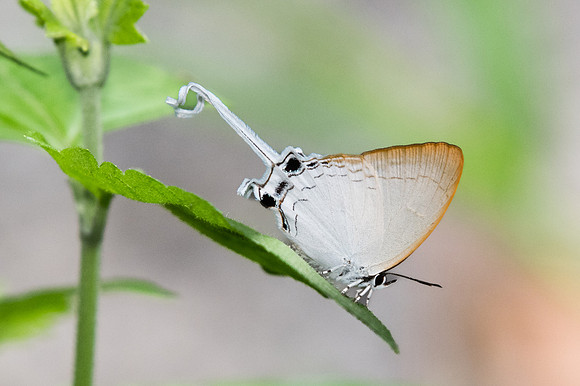 Cheritra freja evansi-1128 - Doi-Suthep - 13/11/23