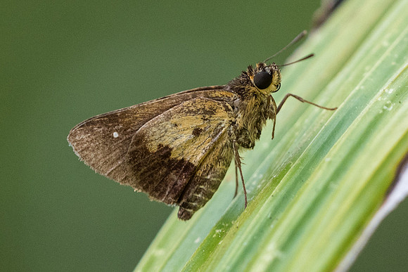 ZOGRAPHETUS SATWA-4518 - Krabi - 22/11/23