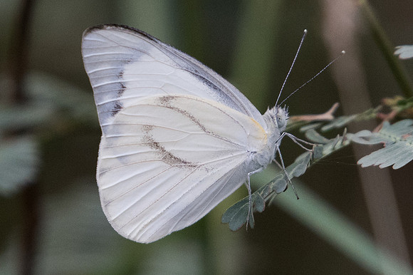 Appias libythea olferna-9731 - Ayutthaya - 23/03/23