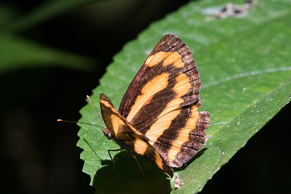 Pantoporia hordonia-8098 - Chiang Dao - 14/11/23