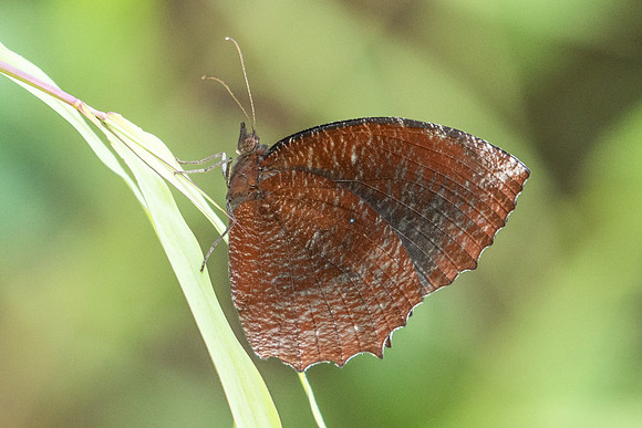 Elymnias hypemnestra tinctoria-9236 - Koh Samui - 16/03/23