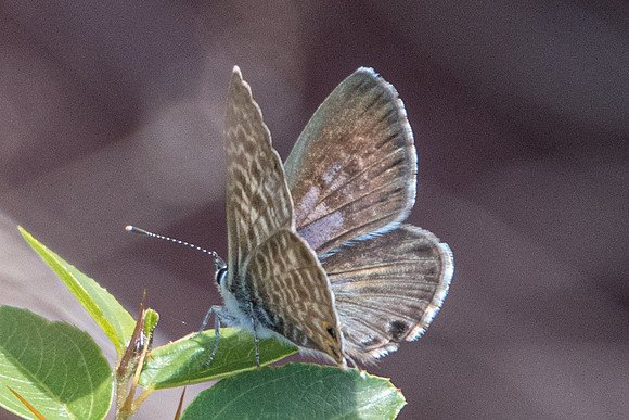 Leptotes pirithous ♀-8666 - Canyon du diable - 1/10/2022