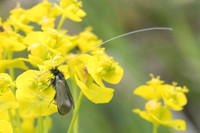 Adela reaumurella-3260
