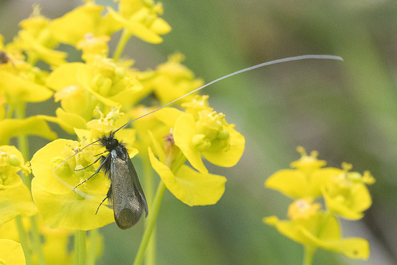 Adela reaumurella-3260