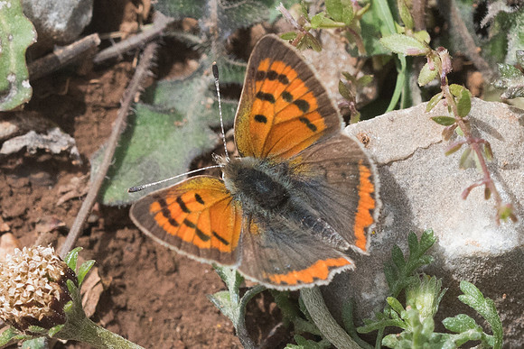 Lycaena phlaeas-6643