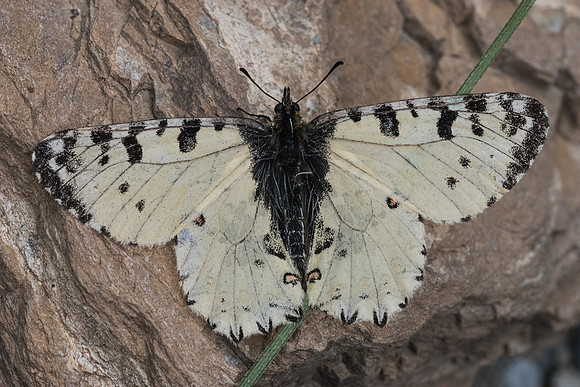 Zerynthia cretica-6201 - Crete - 29/05/23