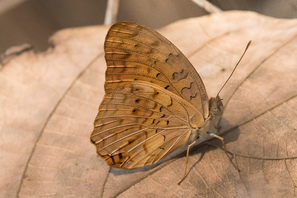 Phalanta phalantha phalantha-2586- Doi-Suthep - 8/03/23