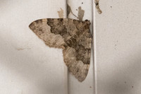 Colostygia olivata
