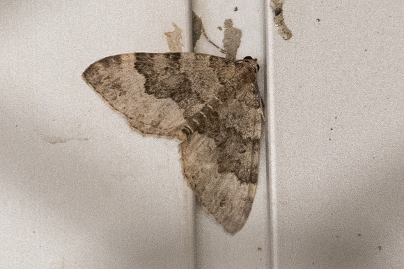 Colostygia olivata-5562 - Err - 19/07/23