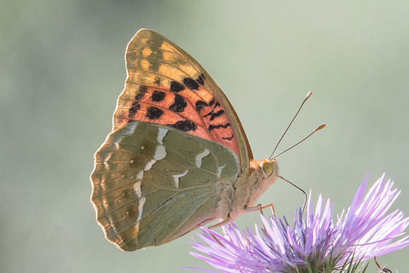 Argynnis pandora-7228
