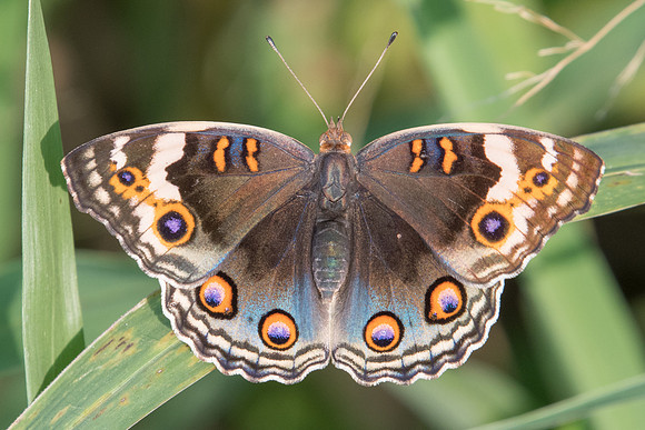 Junonia orithya wallacei -9549 - Koh Samui - 16/03/23