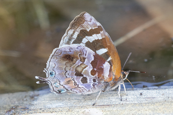 Flos asoka - 6723 - Doi-Suthep  - 28/03/24