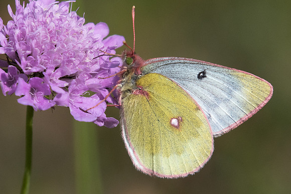 Colias phicomone-4006