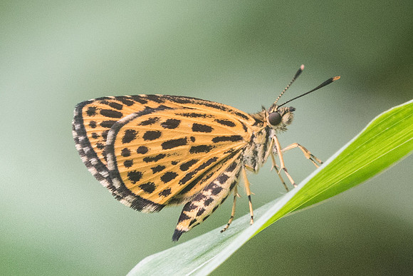 Ochus subvittatus-2297  - Chiang Dao - 17/11/23