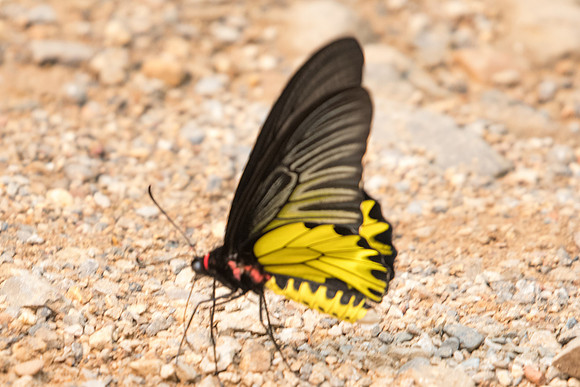 Troides aeacus aeacus-3083 Chiang Dao - 12/03/23