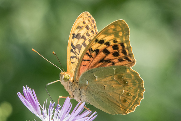 Argynnis pandora-7214