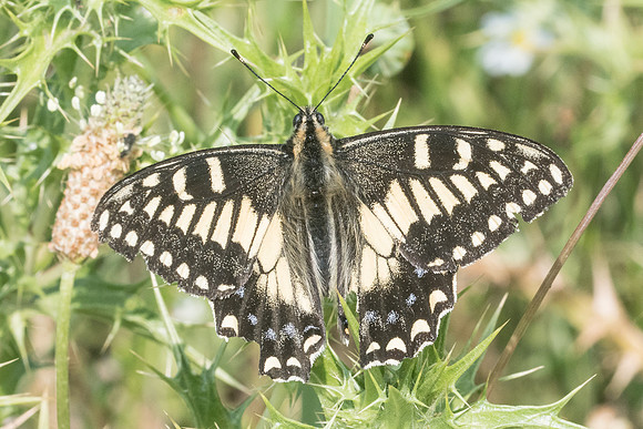 Papilio hospiton-9137 - Vivario - 17/06/23