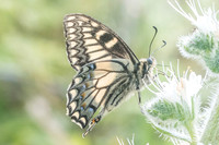 Papilio hospiton-9087 - Vivario - 17/06/23