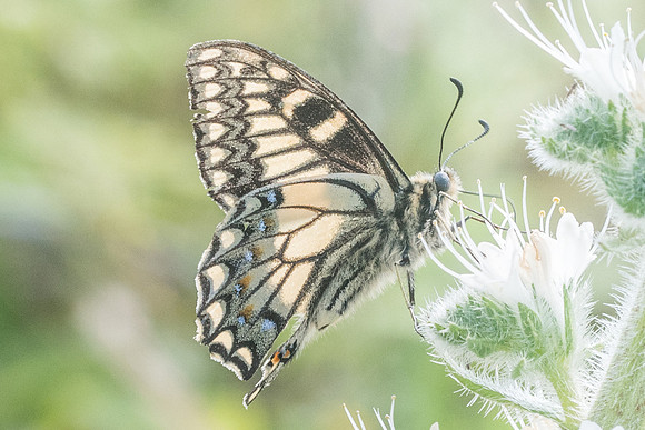 Papilio hospiton-9087 - Vivario - 17/06/23