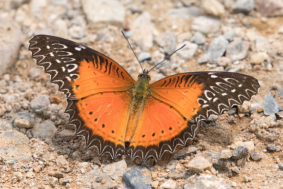 Cethosia biblis biblis-1872- Chiang Dao  - 11/03/23