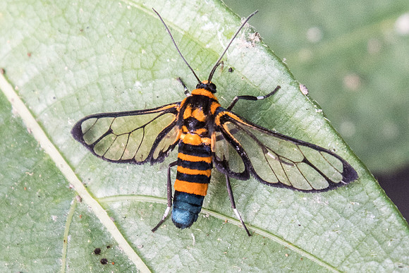 Amata compta -2015- Doi-Suthep - 8/03/23