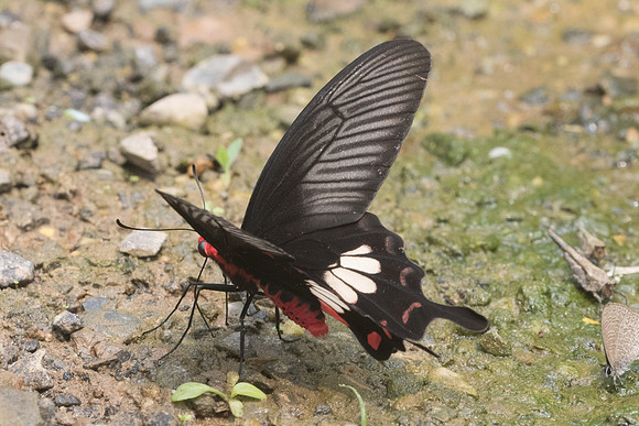 Pachliopta aristolochiae goniopeltis -9911 - Chiang Dao - 11/03/23