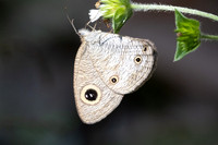 Ypthima pandocus--14
