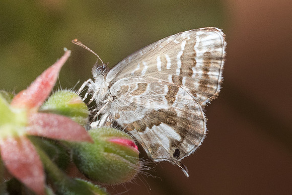 Cacyreus marshalli-5672