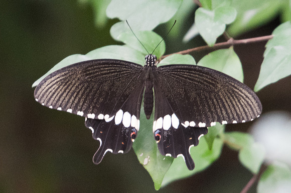 Papilio polytes -9172 - Bangkok - 22/03/23