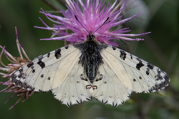 Zerynthia cretica-6173 - Crete - 29/05/23