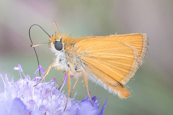 Thymelicus acteon-7282