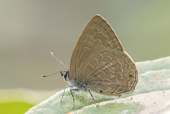 Anthene emolus goberus id--2503 - Chiang Dao- 11/03/23
