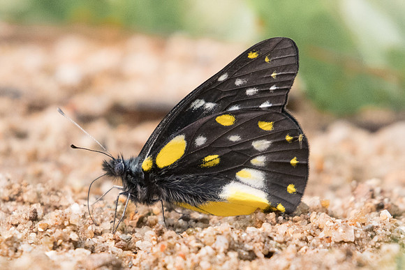 Delias belladonna hedybia-3131 - Chiang Dao - 12/03/23