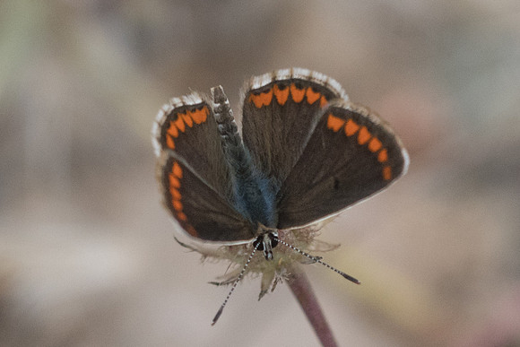 Aricia agestis-6623
