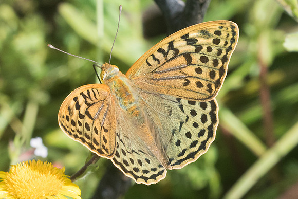 Argynnis pandora-7477 -Venaco - 12/06/23