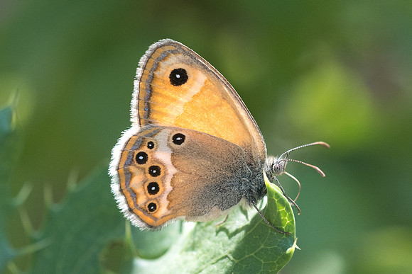 Coenonympha dorus-6602