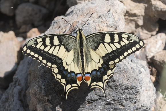 Papilio machaon-6300 - Crete - 29/05/23
