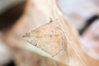 Tetragonus catamitus - 6069