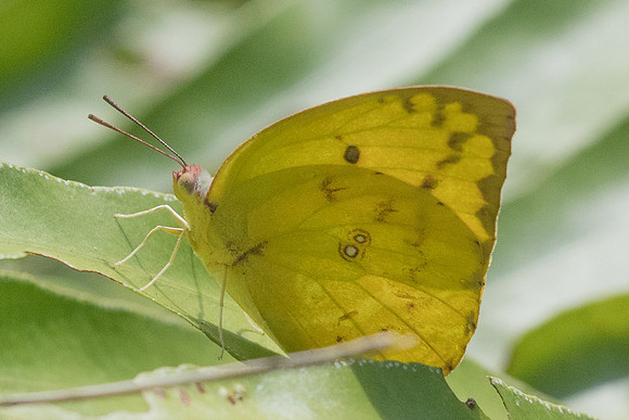Catopsilia scylla-8902- Koh Samui - 16/03/23