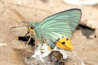 Choaspes benjaminii-1900- Chiang Dao - 19/03/25