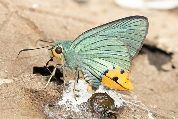 Choaspes benjaminii-1900- Chiang Dao - 19/03/25