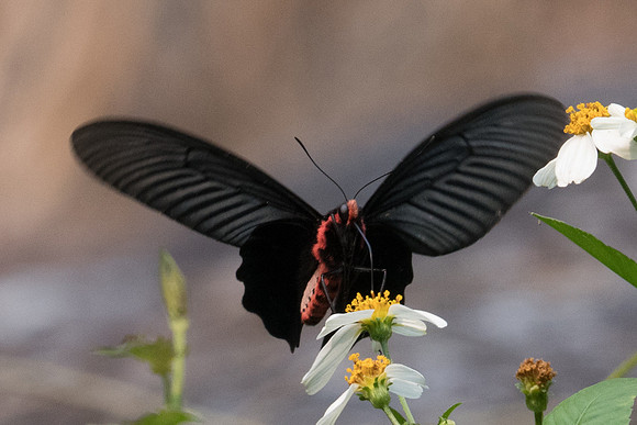 Atrophaneura aidoneus-6758 - Doi-Suthep - 10/03/23