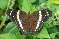 Anartia fatima-2180