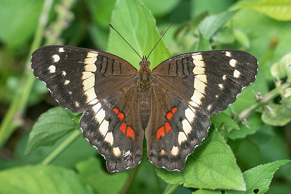 Anartia fatima-2180