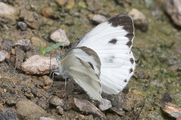 Artogeia canidia-9864 - Chiang Dao  - 11/03/23